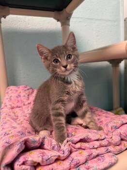 Channel -  Domestic Short Hair Cat for Adoption in Cape Coral, Florida - Channel | PetCurious