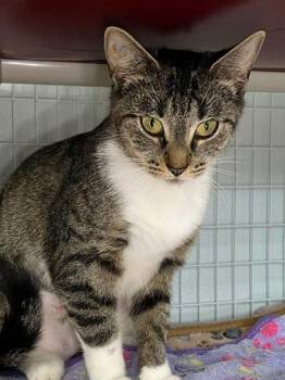 Guppy -  Domestic Short Hair Cat for Adoption in Elmira, New York - Guppy | PetCurious