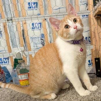 Gillian Owens -  Domestic Short Hair Cat for Adoption in Brownsboro, Alabama - Gillian Owens | PetCurious