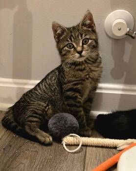 Domestic Short Hair and Tabby Cats Available for Adoption - Phin | PetCurious