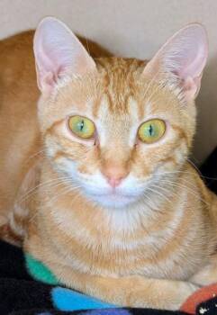 Ellen -  Domestic Short Hair Cat for Adoption in Bellevue, Washington - Ellen | PetCurious