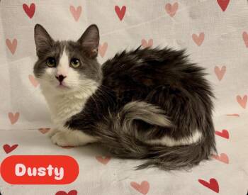 Domestic Long Hair Cats Available for Adoption - Dusty | PetCurious