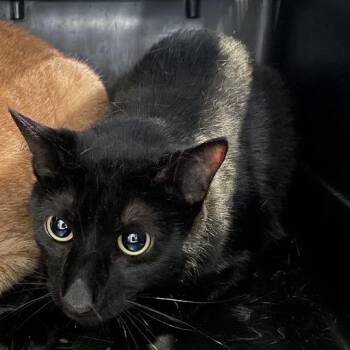 Micah -  Domestic Short Hair Cat for Adoption in Port Charlotte, Florida - Micah | PetCurious