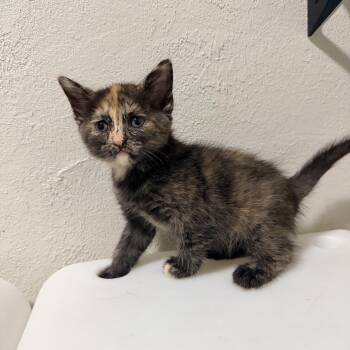 Anne -  Tortoiseshell Cat for Adoption in Greensboro, North Carolina - Anne | PetCurious