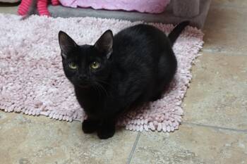 Domestic Short Hair Cats Available for Adoption in Fountain Hills, Arizona - Meowdy | PetCurious