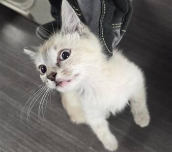 CALAMAINE -  Siamese Cat for Adoption in Casper, Wyoming - CALAMAINE | PetCurious