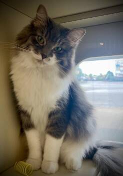 Domestic Long Hair Cats Available for Adoption in Buffalo, New York - Tom | PetCurious