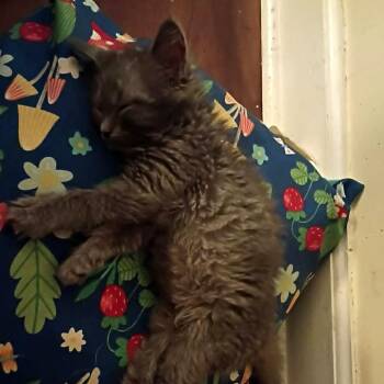 Elvis -  Domestic Medium Hair Cat for Adoption in Springfield, Ohio - Elvis | PetCurious