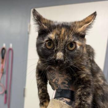 Oregano -  Domestic Short Hair Cat for Adoption in Birmingham, Alabama - Oregano | PetCurious