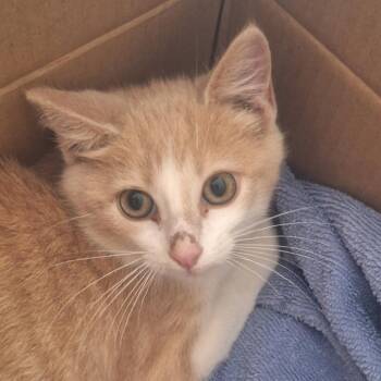 Jareth -  Domestic Medium Hair Cat for Adoption in Indiana, Pennsylvania - Jareth | PetCurious