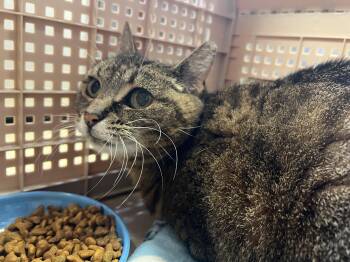 Rescue Domestic Short Hair Cats for Adoption in Belleville, Michigan - Dory | PetCurious
