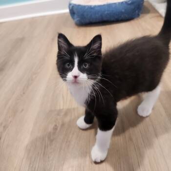 Rescue Domestic Short Hair Cats for Adoption in Portage, Michigan - Esmeralda | PetCurious