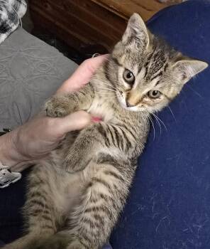 Cherry Soda -  Domestic Short Hair Cat for Adoption in Trenton, New Jersey - Cherry Soda | PetCurious
