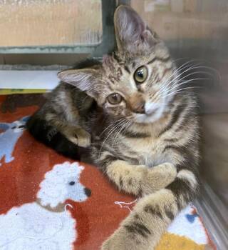 Jester A219121 -  Domestic Short Hair Cat for Adoption in Plano, Texas - Jester A219121 | PetCurious
