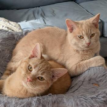 Blossom and Rosie -  Domestic Short Hair Cat for Adoption in Lewis Center, Ohio - Blossom And Rosie | PetCurious