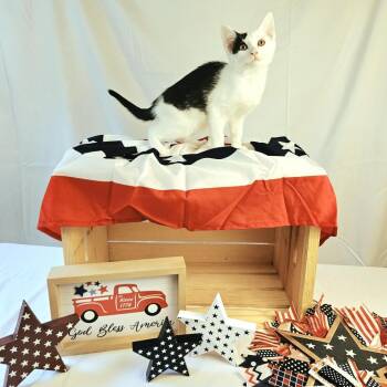 Monica -  Domestic Short Hair Cat for Adoption in Charlottesville, Virginia - Monica | PetCurious