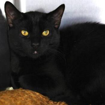 Domestic Short Hair Cats Available for Adoption in Hopkinton, Massachusetts - Midnight | PetCurious