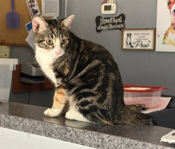 Zoula -  Domestic Short Hair Cat for Adoption in Dyersburg, Tennessee - Zoula | PetCurious