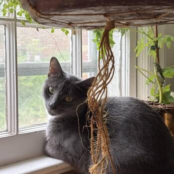 Domestic Short Hair Cats Available for Adoption in Fairfax, Virginia - Holly The Mama Cat  | PetCurious