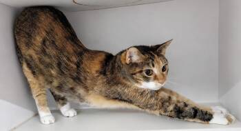 Stencil -  Tabby and Calico Cat for Adoption in Cuyahoga Falls, Ohio - Stencil | PetCurious