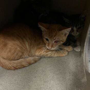 Rescue Domestic Short Hair Cats for Adoption in San Antonio, Texas - Ron | PetCurious