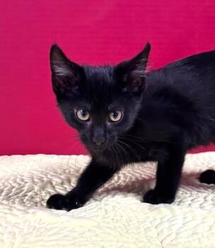 Veterans Day -  Domestic Short Hair Cat for Adoption in Hawk Point, Missouri - Veterans Day | PetCurious