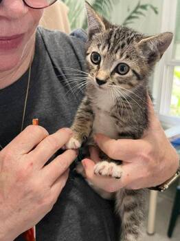 Daffodil -  Domestic Short Hair Cat for Adoption in Zephyrhills, Florida - Daffodil | PetCurious