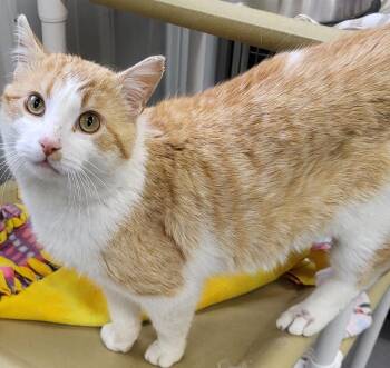Domestic Short Hair Cats Available for Adoption in Medford, Wisconsin - Carrot | PetCurious