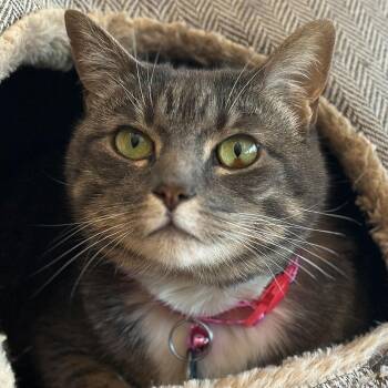 Domestic Short Hair Cats Available for Adoption in Port Washington, New York - Vespera | PetCurious