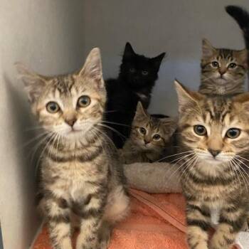 Itty Bitty -  Domestic Short Hair Cat for Adoption in Dayton, Ohio - Itty Bitty | PetCurious
