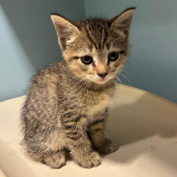 Ava -  Domestic Short Hair Cat for Adoption in Chattanooga, Tennessee - Ava | PetCurious