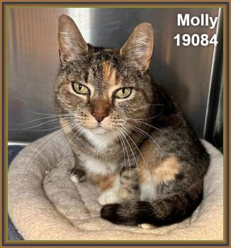 Domestic Short Hair and Torbie Cats Available for Adoption in Marietta, Georgia - MOLLY | PetCurious