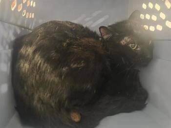 BUTTONS -  Domestic Short Hair Cat for Adoption in Brentwood, Missouri - BUTTONS | PetCurious