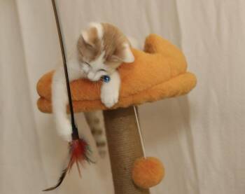 Rescue Tabby Cats for Adoption - Ron Weasley | PetCurious