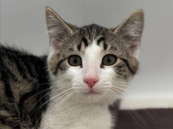 Timmy -  Domestic Medium Hair Cat for Adoption in Portland, Oregon - Timmy | PetCurious