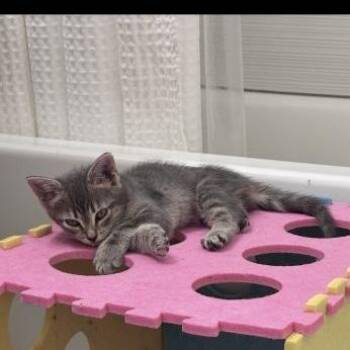 Gigi -  American Shorthair and Domestic Short Hair Cat for Adoption in Richardson, Texas - Gigi | PetCurious