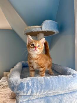 Domestic Short Hair Cats Available for Adoption in Ramsey, New Jersey - Ember  | PetCurious