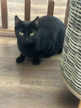 Raven -  Domestic Short Hair Cat for Adoption in Littlestown, Pennsylvania - Raven | PetCurious