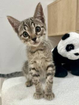 Kitten YiQi -  Domestic Short Hair Cat for Adoption in Seal Beach, California - Kitten YiQi | PetCurious