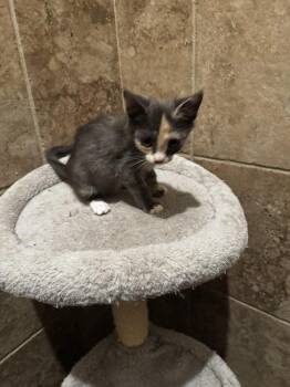 Rose -  Domestic Short Hair Cat for Adoption in Mustang, Oklahoma - Rose | PetCurious