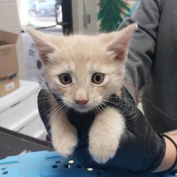 Creampuff -  Domestic Short Hair Cat for Adoption in Lufkin, Texas - Creampuff | PetCurious