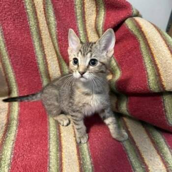 Pepper -  Domestic Short Hair Cat for Adoption in Janesville, Wisconsin - Pepper | PetCurious
