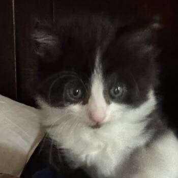 George -  Domestic Long Hair and Maine Coon Cat for Adoption in Waldorf, Maryland - George | PetCurious