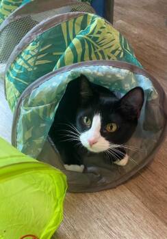 Bernadette -  Domestic Short Hair Cat for Adoption in Millcreek, Utah - Bernadette | PetCurious