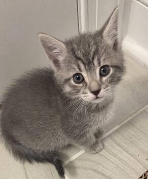 Lola -  Domestic Short Hair Cat Available for Adoption in Pittsboro, North Carolina - Lola | PetCurious