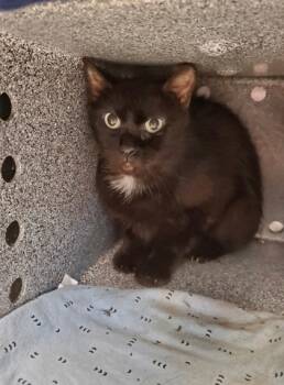 Rescue Domestic Short Hair Cats for Adoption in Fallston, Maryland - Ratatouille/ Goblin Shark | PetCurious