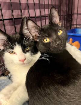 Benson (aka Bat) and Reagan -  Domestic Short Hair Cat for Adoption in Freeland, Michigan - Benson (aka Bat) And Reagan | PetCurious