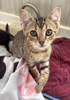 Pinto -  Domestic Short Hair Cat for Adoption in Ona, West Virginia - Pinto | PetCurious
