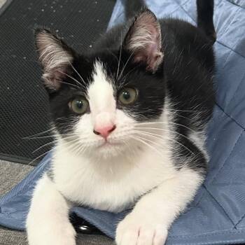 Rescue Tuxedo Cats for Adoption in Villa Park, California - Cuddles | PetCurious