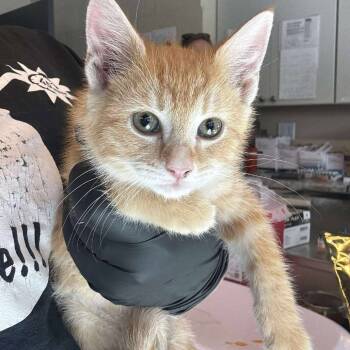 Rescue Domestic Short Hair Cats for Adoption in Huntington, West Virginia - Charlotte E. Cheese- OKC | PetCurious